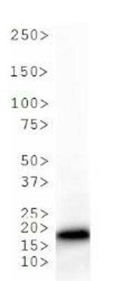 Western Blot: Histone H3 [Monomethyl Lys36] Antibody [NB21-1251]